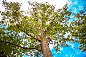 Best Tree and Shrub Care  in Bayshore Gardens, FL