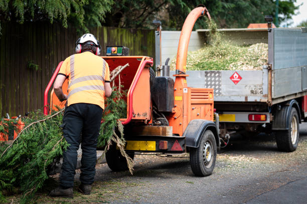 Best Lawn Renovation and Restoration  in Bayshore Gardens, FL