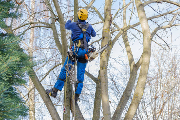 How Our Tree Care Process Works  in  Bayshore Gardens, FL