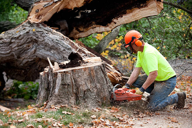 Best Stump Grinding and Removal  in Bayshore Gardens, FL