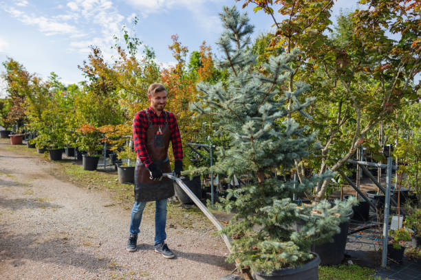 Best Emergency Tree Removal  in Bayshore Gardens, FL