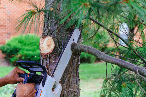 Tree Care Services